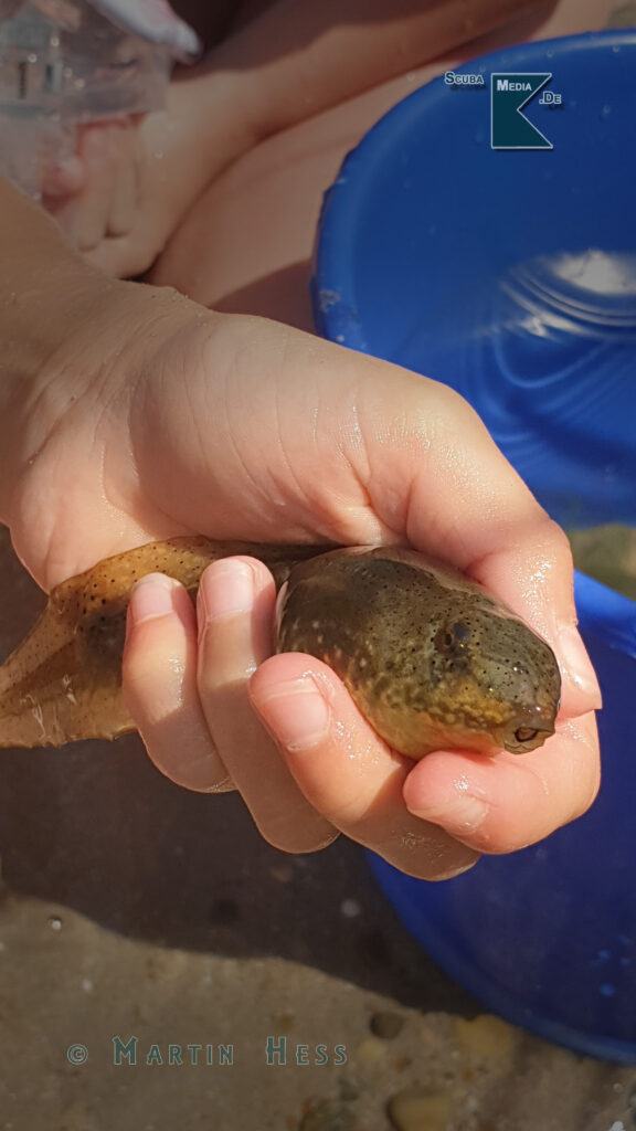 Ochsenfrosch Kaulquappe